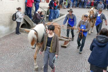 Haflinger-Umzug in Schluderns (01.06.2024); Fotos: Sepp