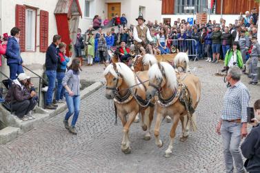 Haflinger-Umzug in Schluderns (01.06.2024); Fotos: Sepp