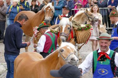 Haflinger-Umzug in Schluderns (01.06.2024); Fotos: Sepp