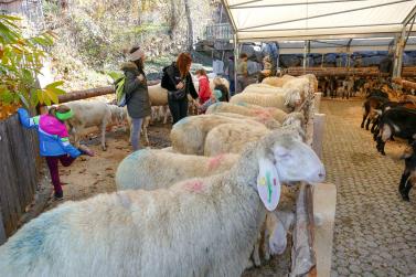 Schaf- und Ziegenausstellung in Tarsch; Fotos: Sepp