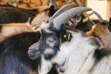 Schaf- und Ziegenausstellung in Tarsch; Fotos: Sepp