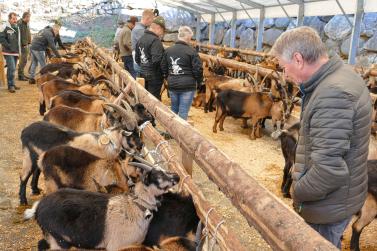 Schaf- und Ziegenausstellung in Tarsch; Fotos: Sepp