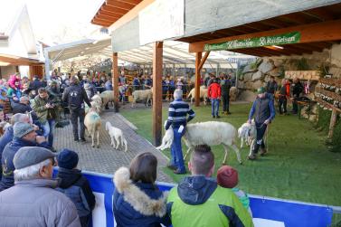 Schaf- und Ziegenausstellung in Tarsch; Fotos: Sepp