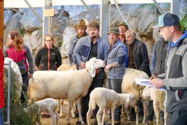 Schaf- und Ziegenausstellung in Tarsch; Fotos: Sepp