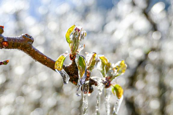 Auch in der Nacht auf den 14. April brauchten viele Apfelbäume im Vinschgau ein „warmes“ Kleid aus Eis. Foto: Sepp  