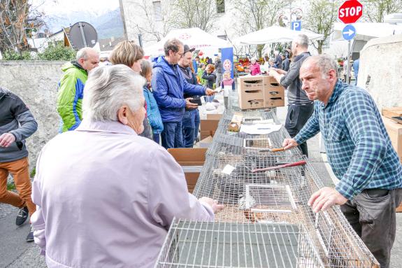 Georgimorkt in Mals (22. April 2023); Fotos: Sepp