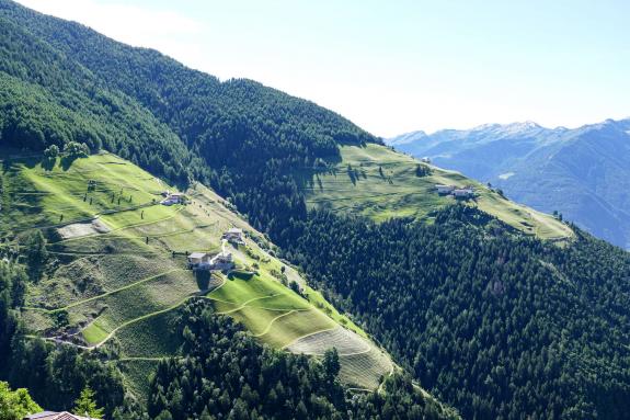 Grün ist nicht gleich grün. So gesehen am 4. Juli 2024 in St. Martin im Kofel; Fotos: Sepp