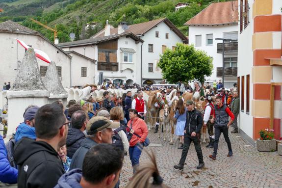 Haflinger-Umzug in Schluderns (01.06.2024); Fotos: Sepp