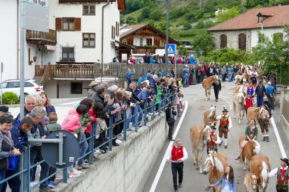 Haflinger-Umzug in Schluderns (01.06.2024); Fotos: Sepp