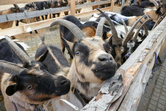 Schaf- und Ziegenausstellung in Tarsch; Fotos: Sepp