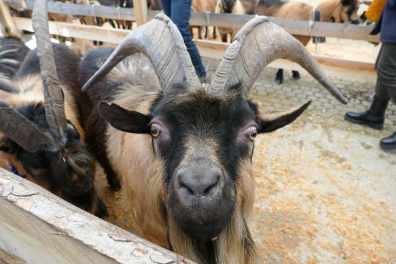 Schaf- und Ziegenausstellung in Tarsch; Fotos: Sepp