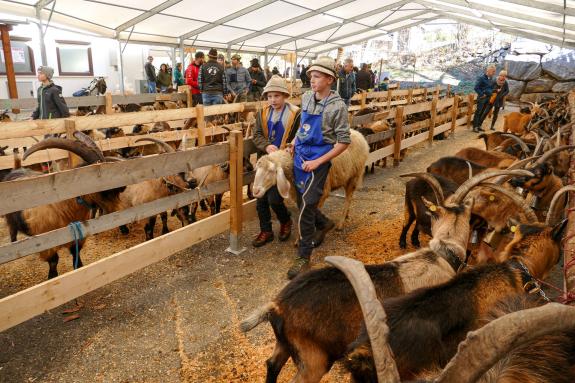 Schaf- und Ziegenausstellung in Tarsch; Fotos: Sepp