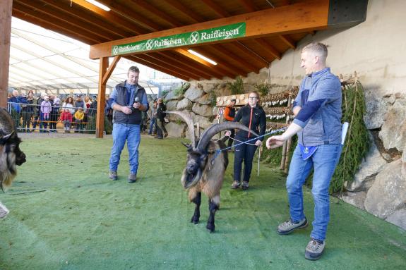 Schaf- und Ziegenausstellung in Tarsch; Fotos: Sepp