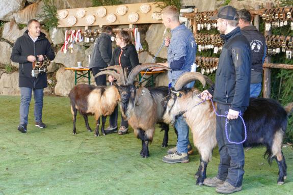 Schaf- und Ziegenausstellung in Tarsch; Fotos: Sepp