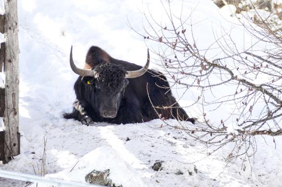 Yak im Winter-Modus; so gesehen am 10. November 2023 in Sulden; Foto: Sepp