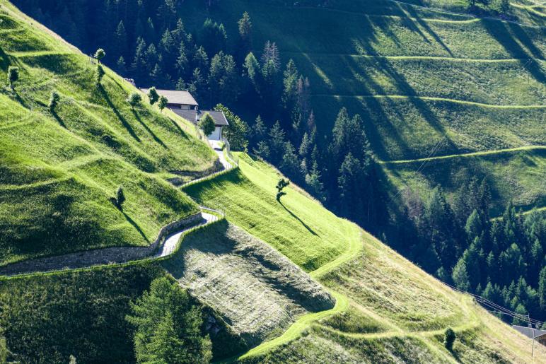 Grün ist nicht gleich grün. So gesehen am 4. Juli 2024 in St. Martin im Kofel; Fotos: Sepp