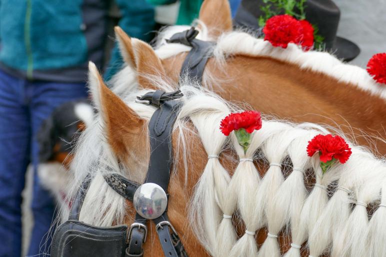 Haflinger-Umzug in Schluderns (01.06.2024); Fotos: Sepp