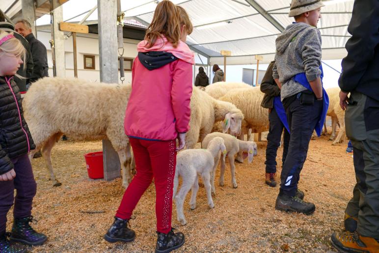 Schaf- und Ziegenausstellung in Tarsch; Fotos: Sepp