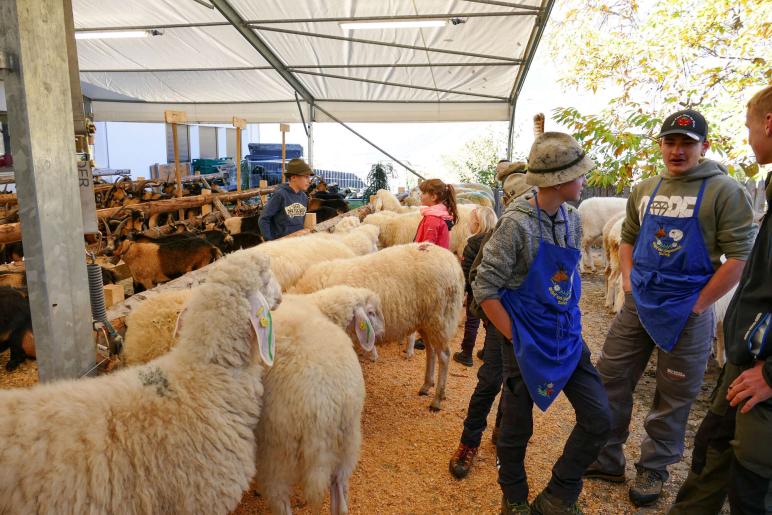 Schaf- und Ziegenausstellung in Tarsch; Fotos: Sepp