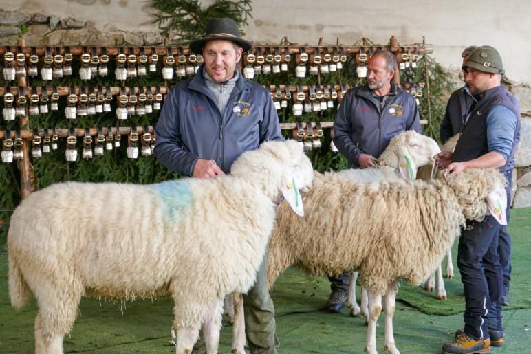 Schaf- und Ziegenausstellung in Tarsch; Fotos: Sepp