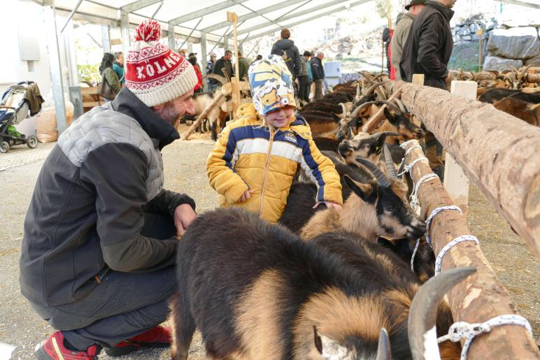 Schaf- und Ziegenausstellung in Tarsch; Fotos: Sepp